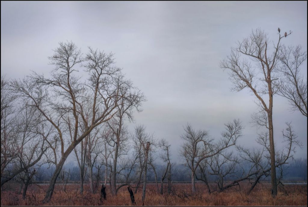 Eagles Watch