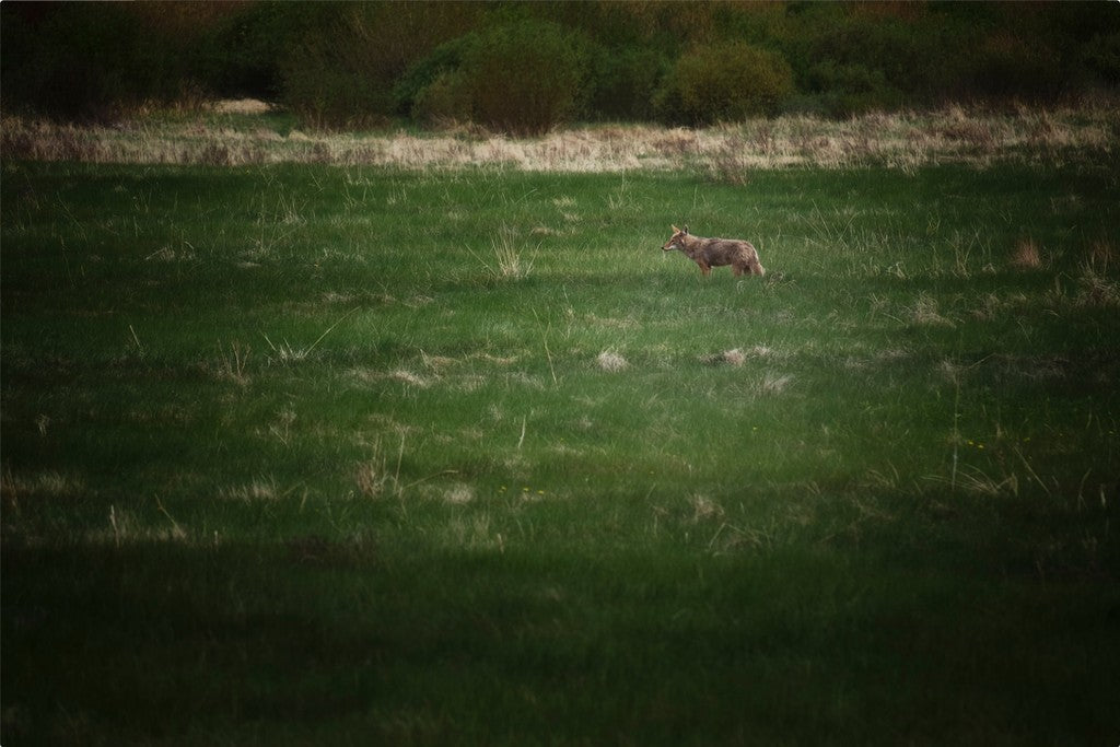 Rocky Mountain Coyote