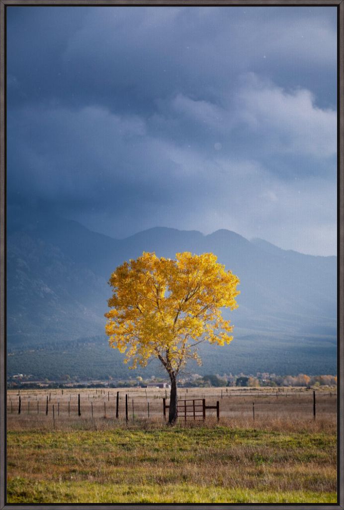 Solitary Cottonwood II