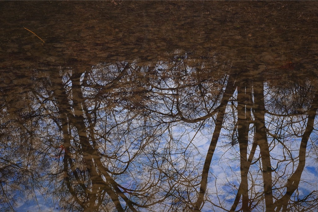 Winter Woodland Reflections