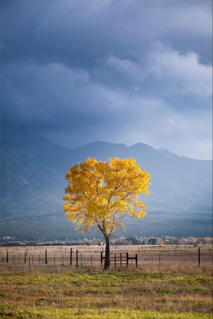 Solitary Cottonwood II