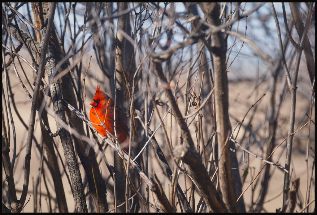 Northern Cardinal in Winter