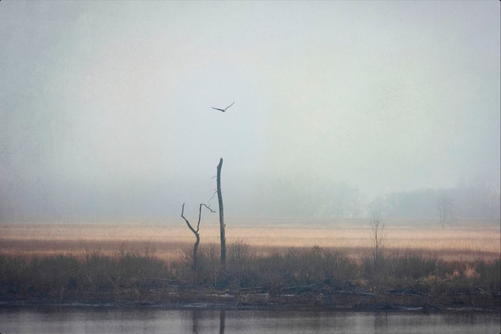 Wetlands Eagle