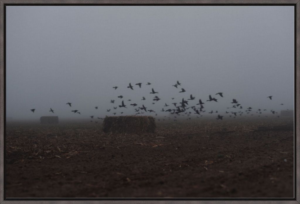 Foggy Field with Grackles