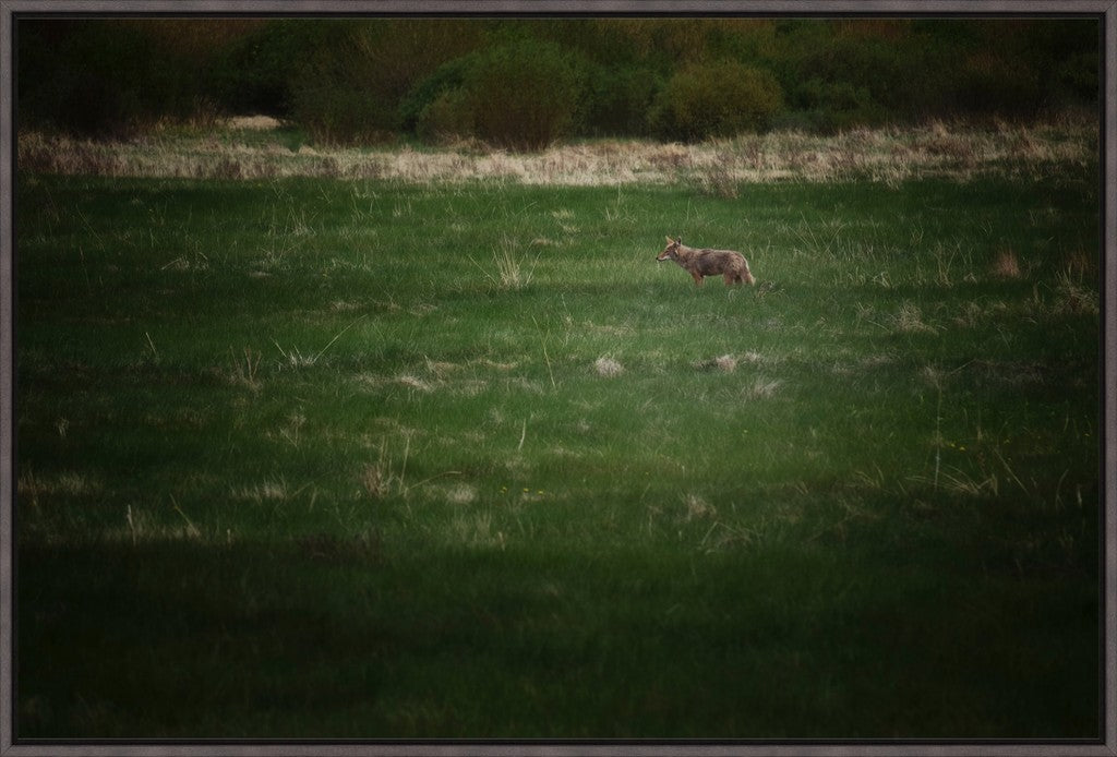 Rocky Mountain Coyote