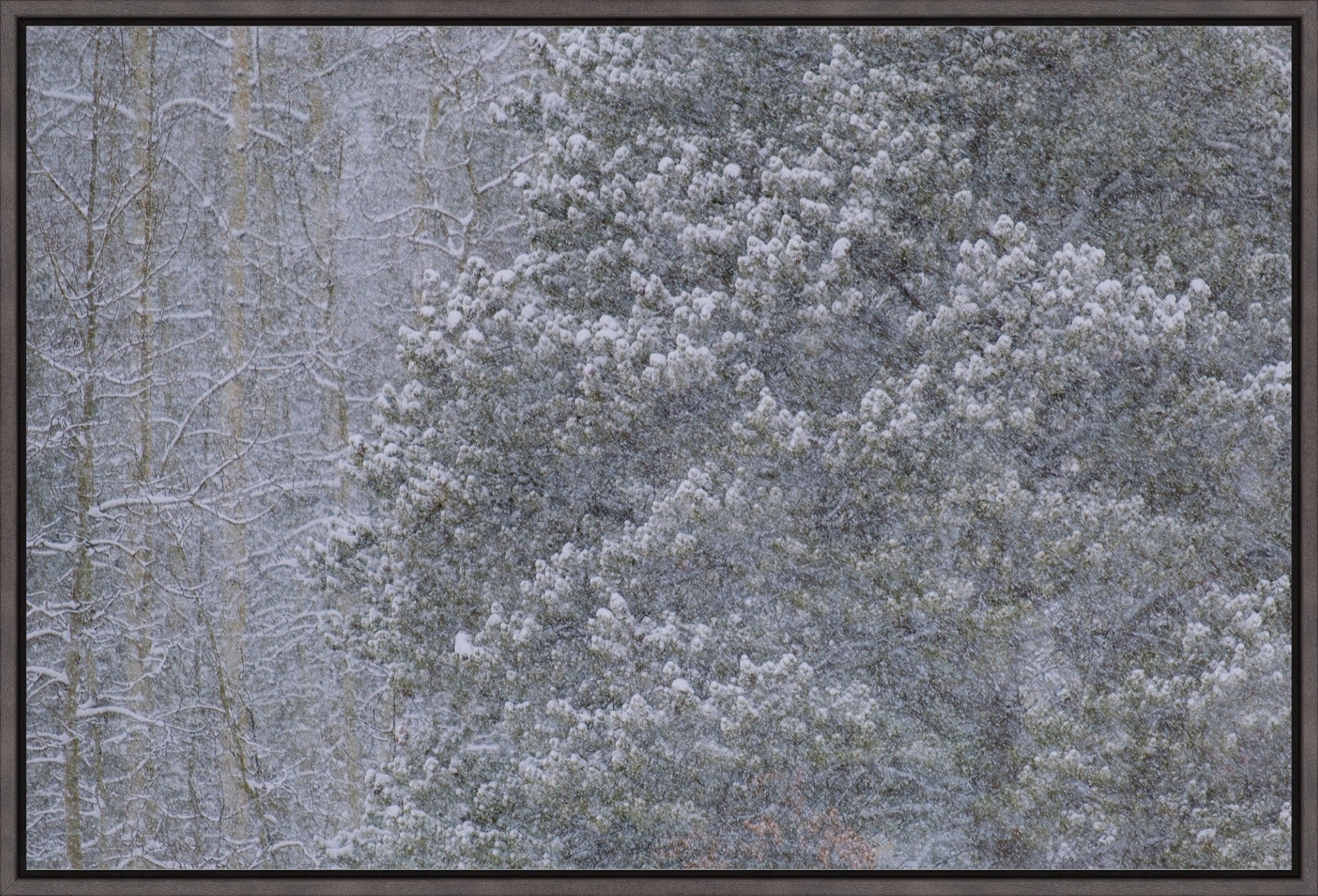 Heavy Snow & Forest Abstract III