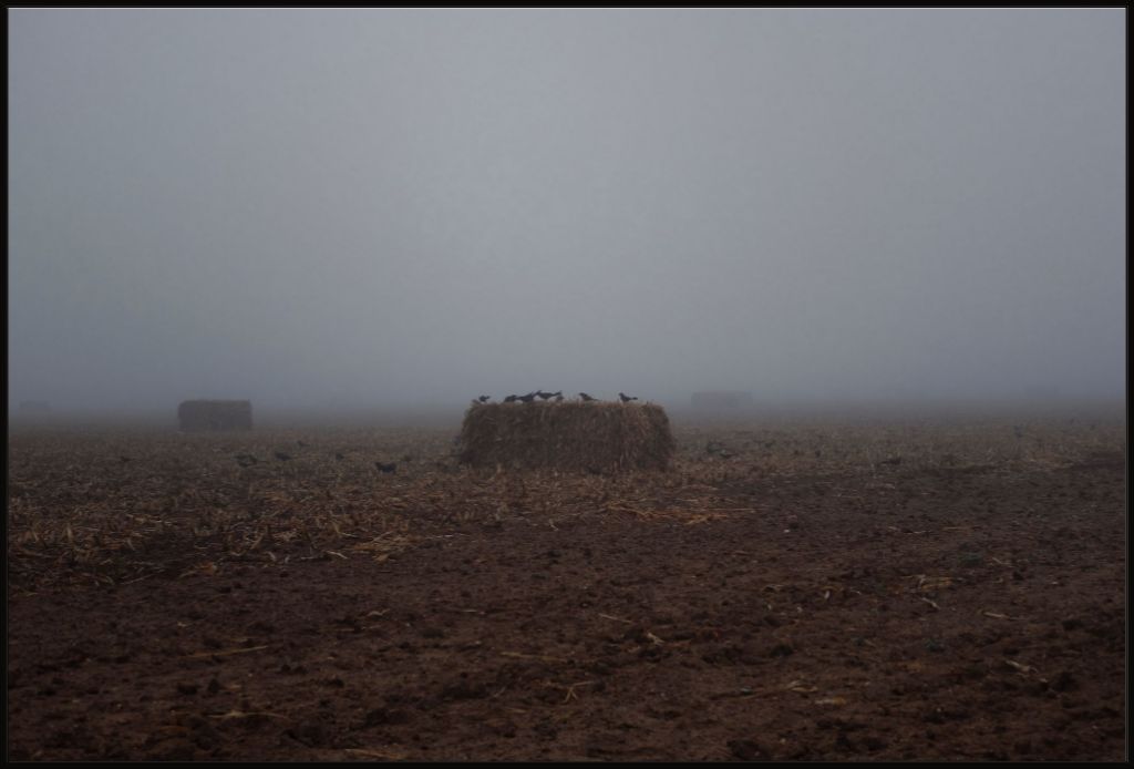 West Texas Winter Fog - 7