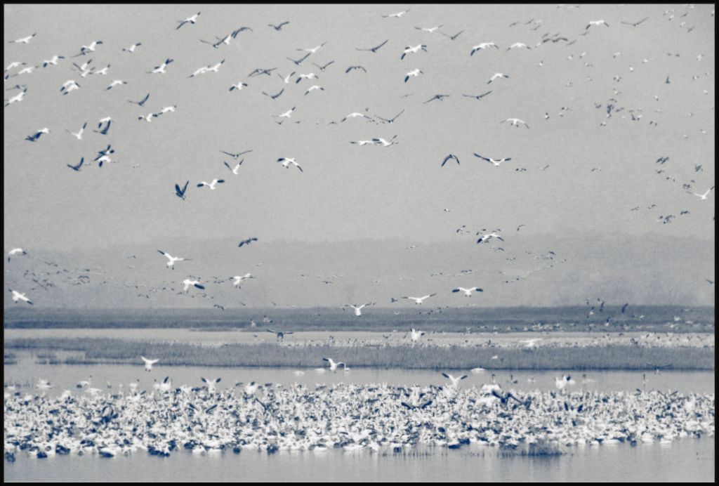 Snow Goose Cyanotype II