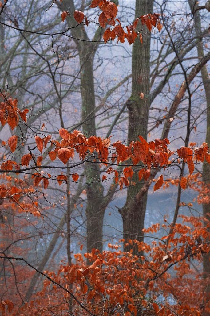 Winter Leaves