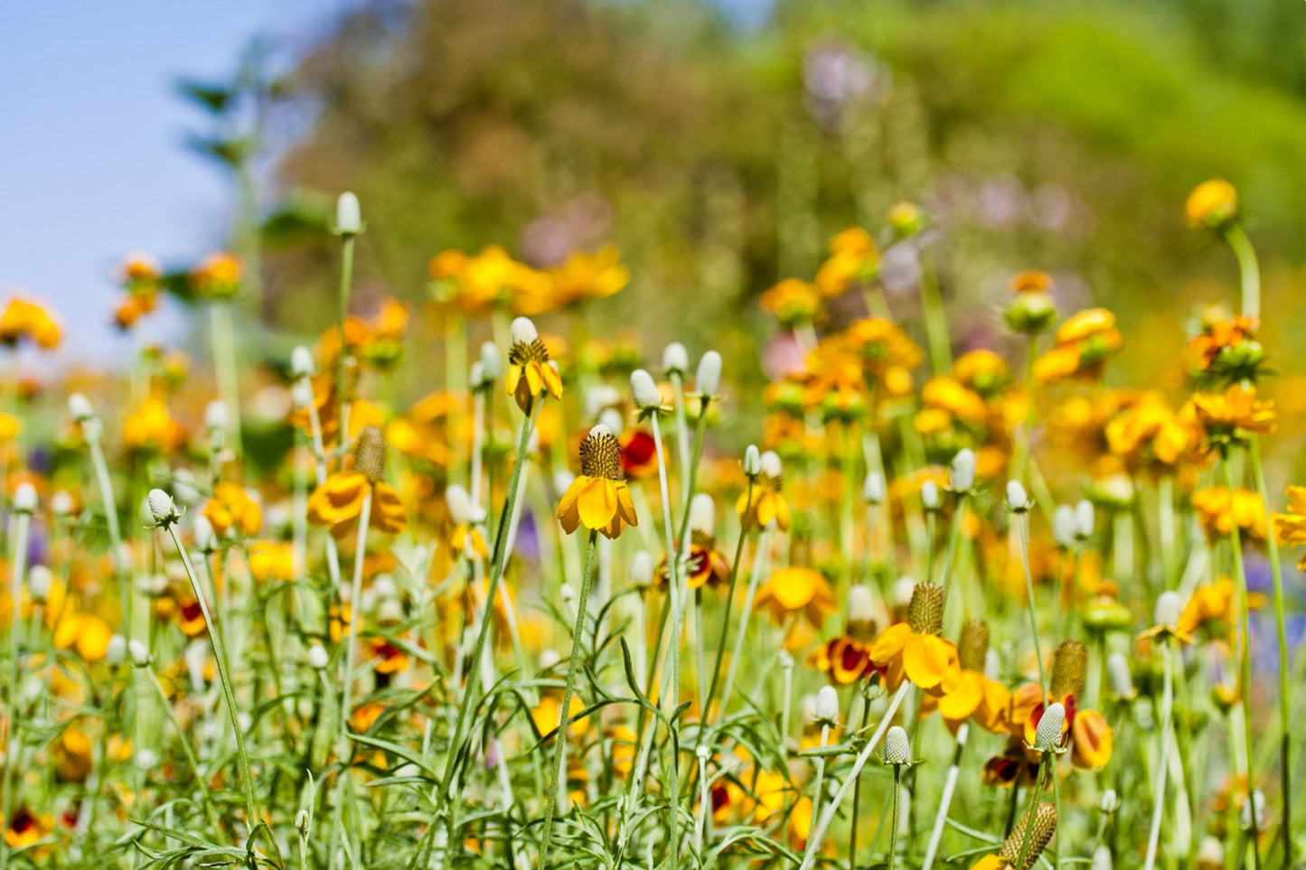 Summer Wildflowers