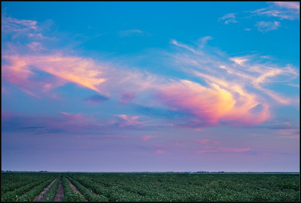 Cotton Field at Sunset