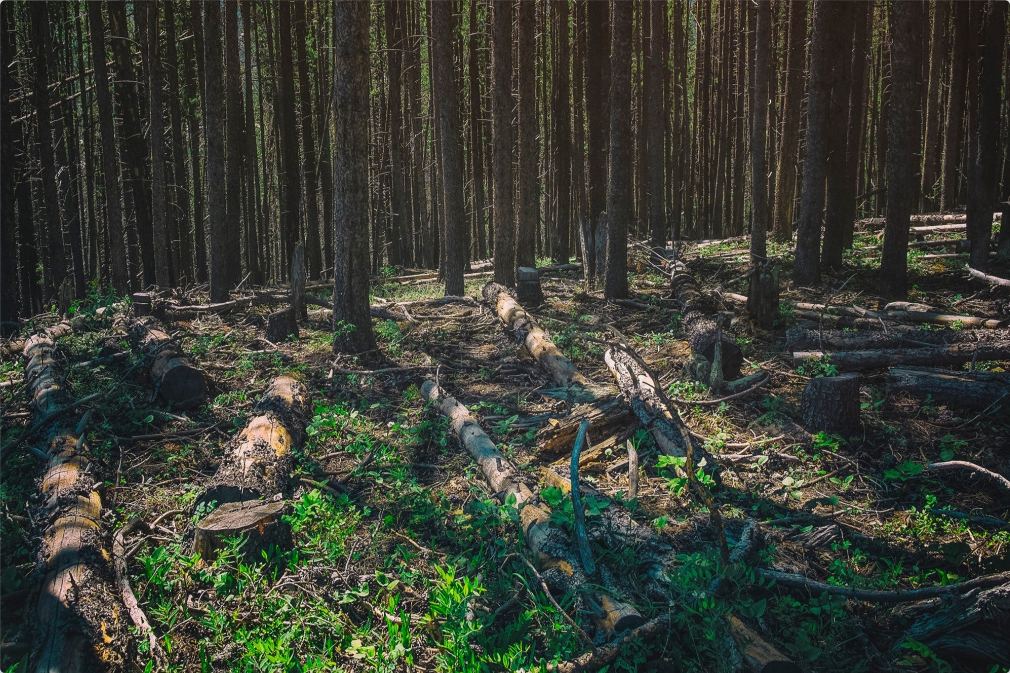 Forest Floor