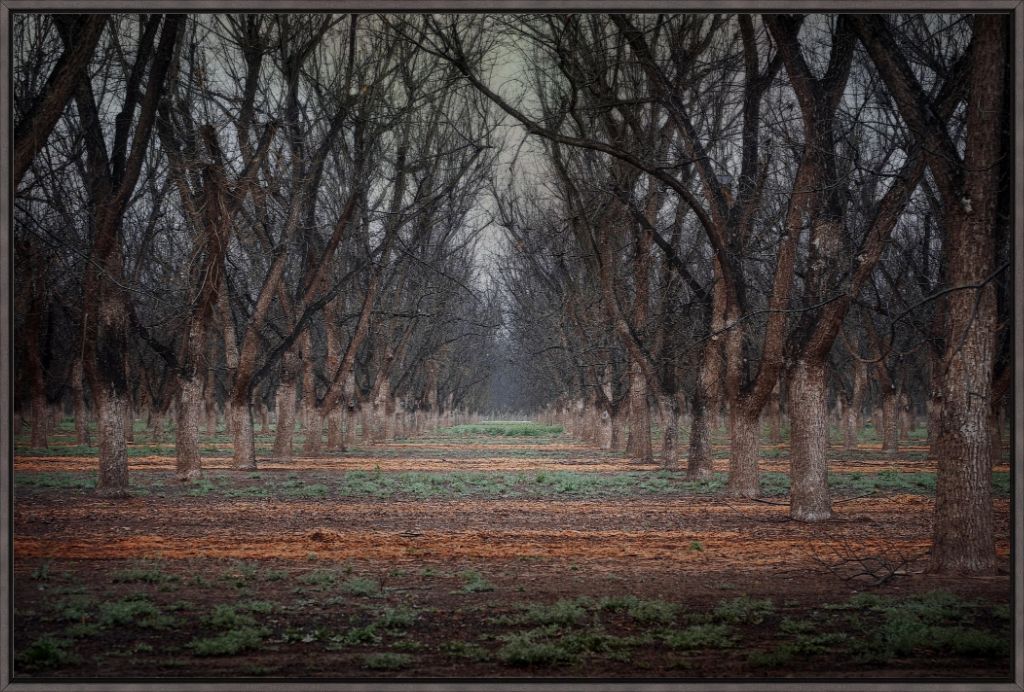 New Mexico Pecan Grove