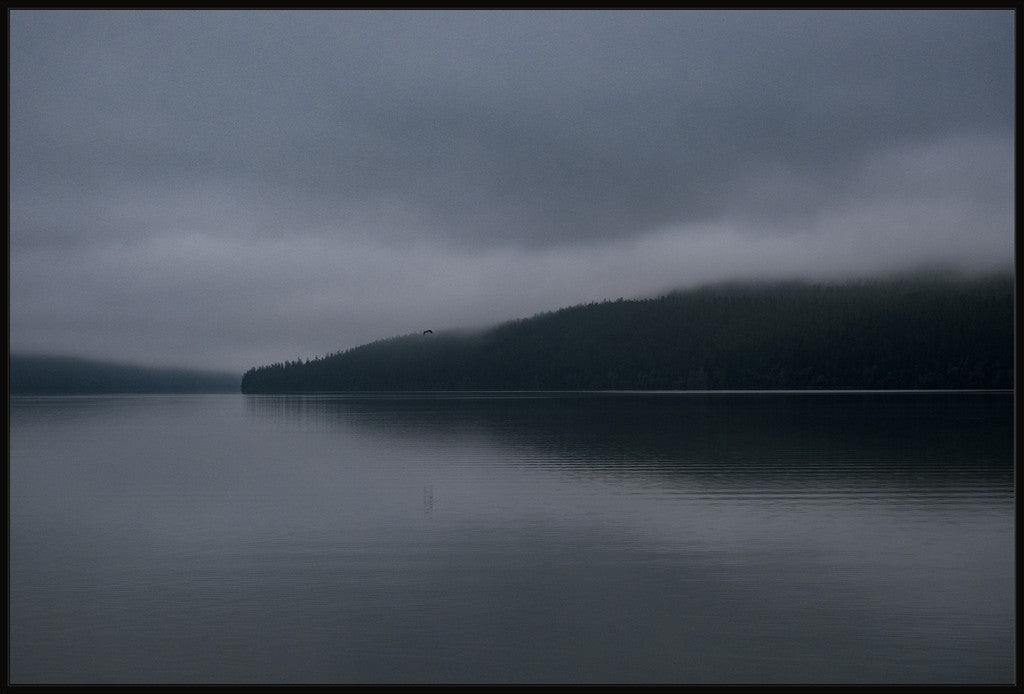 Dark Waters + Bird in Flight