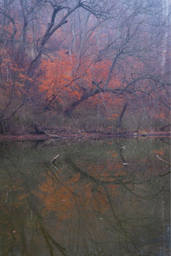 Winter Woodland and Lake Reflections