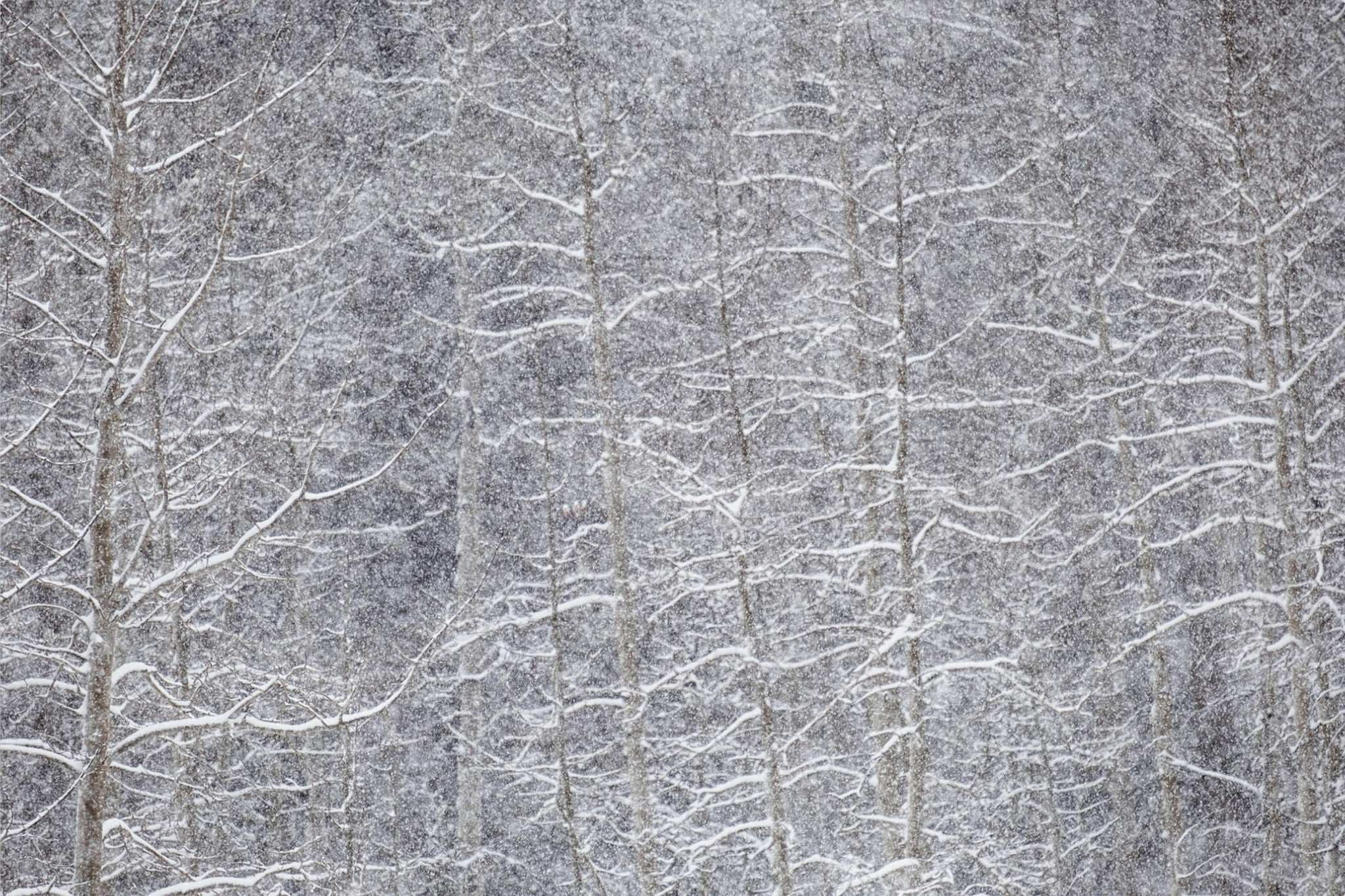 Heavy Snow & Forest Abstract IV