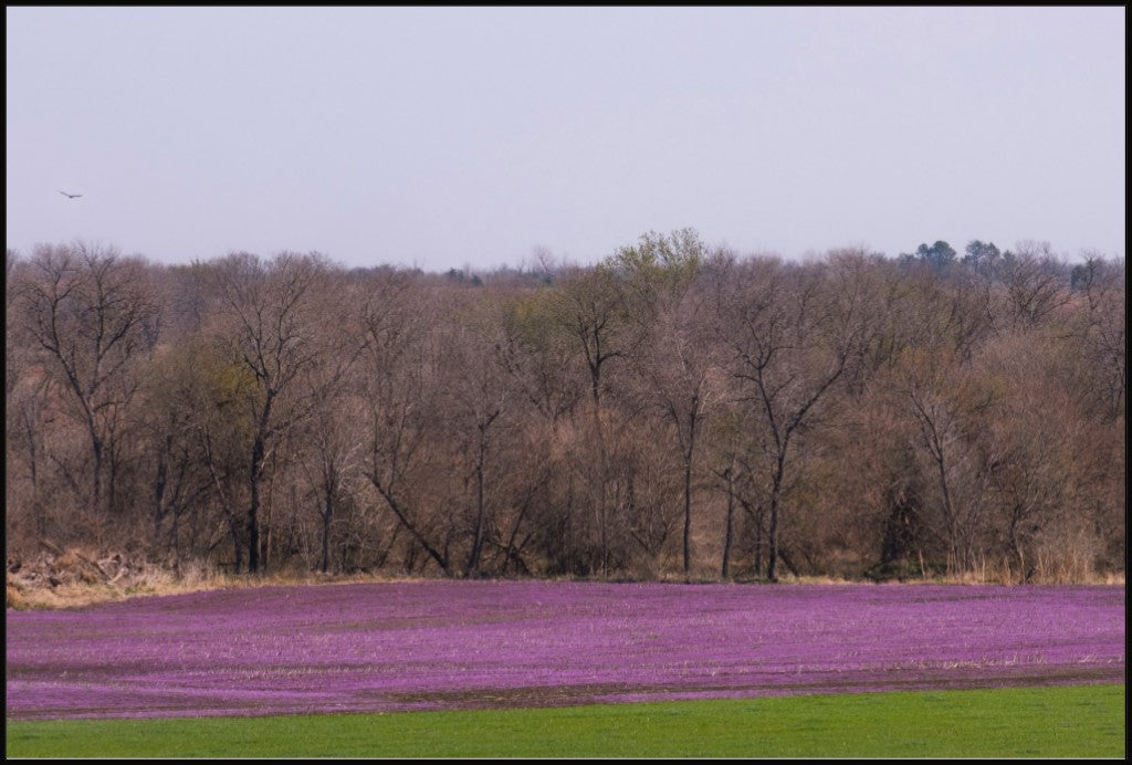 Spring Henbit