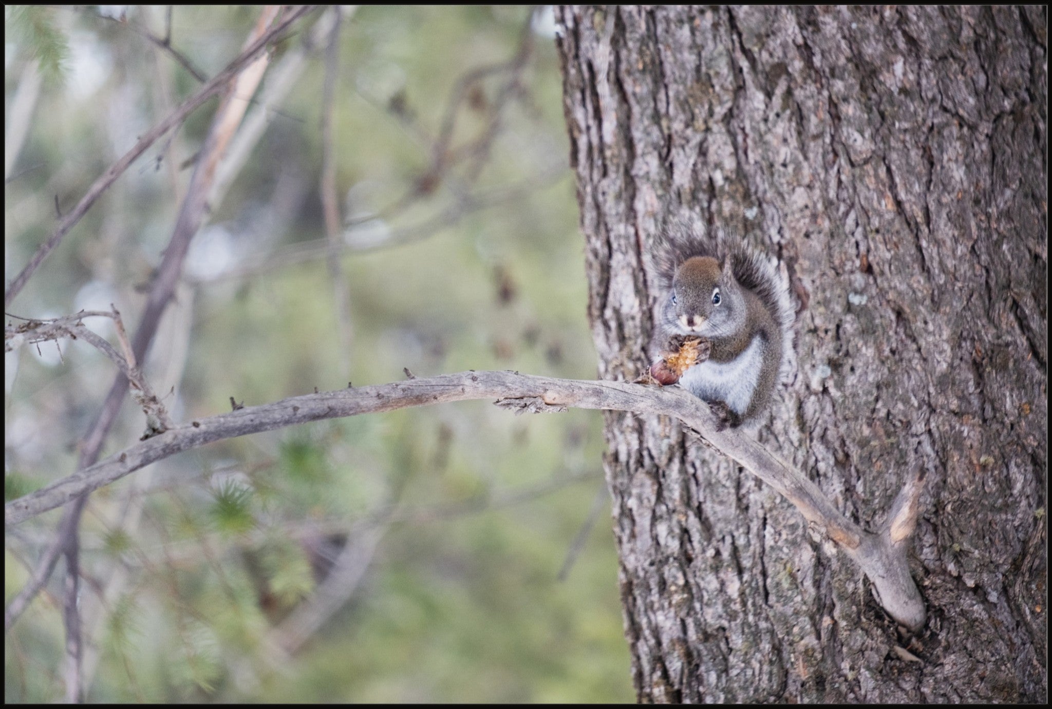 Squirrel & Pine Cone I