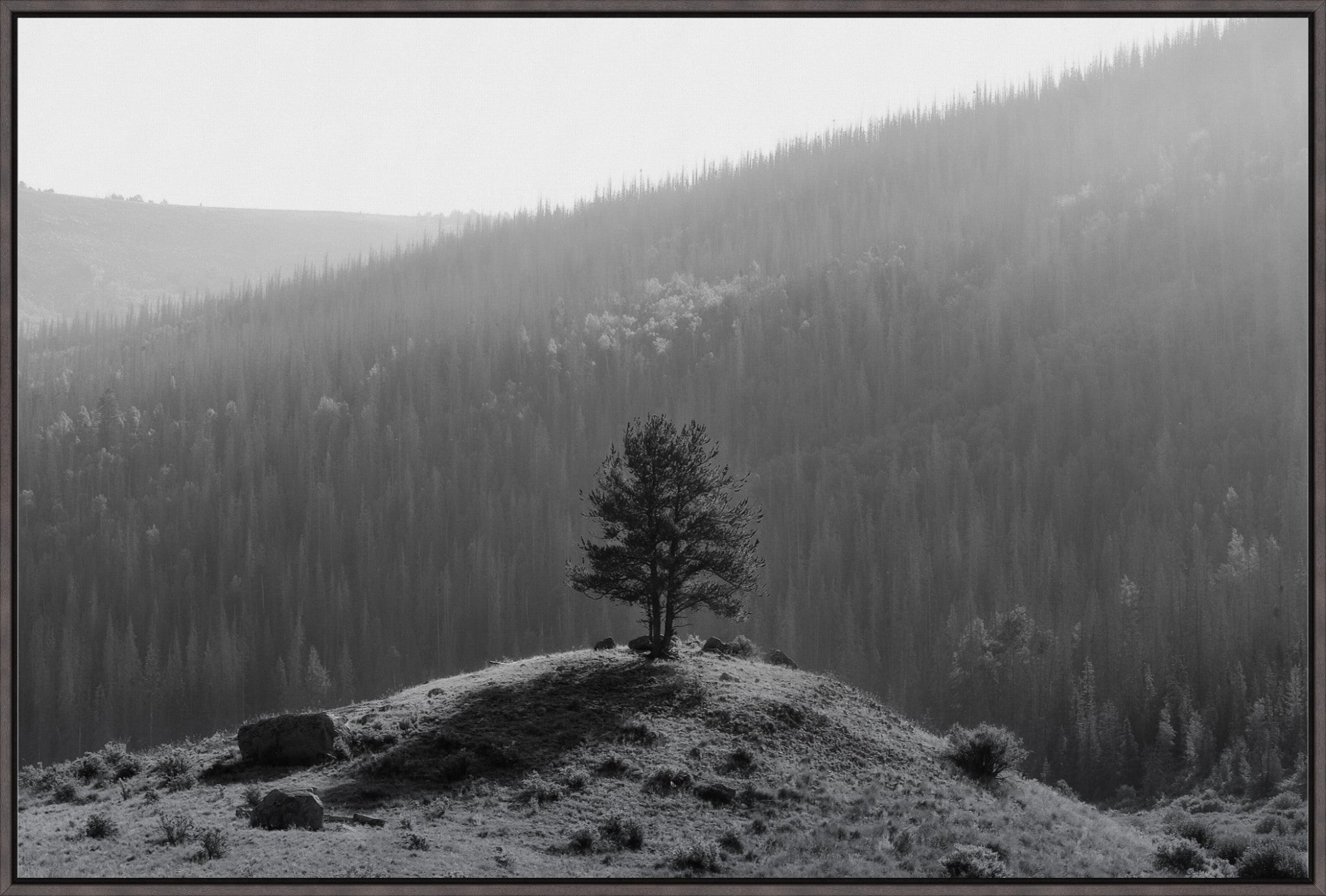 Tree on a Hill