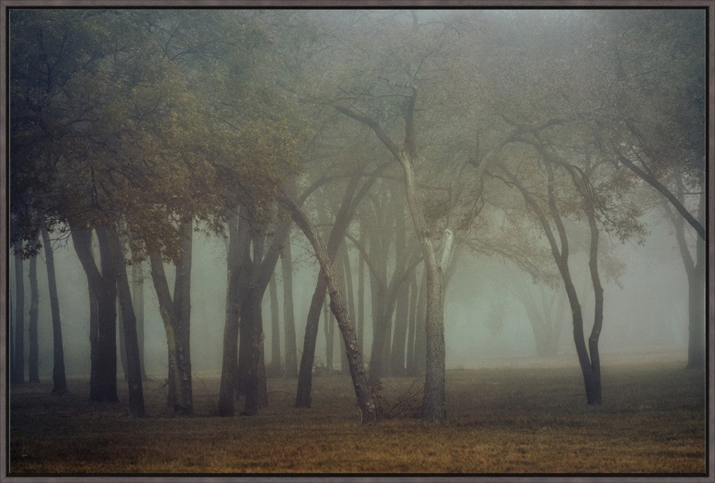 Canyon Lake Fog