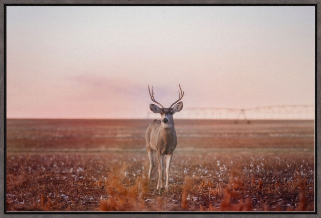 Golden Hour Mule Deer Buck
