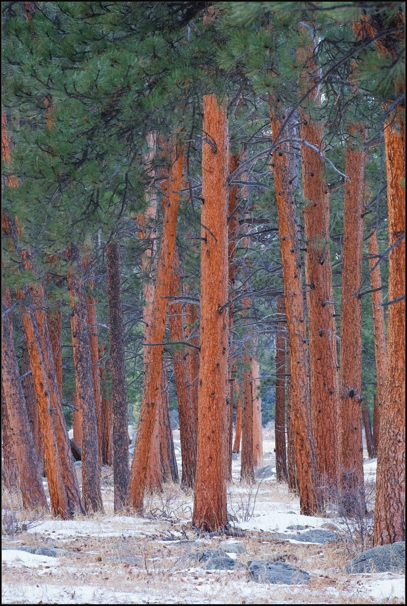 Snowy Pines Vertical
