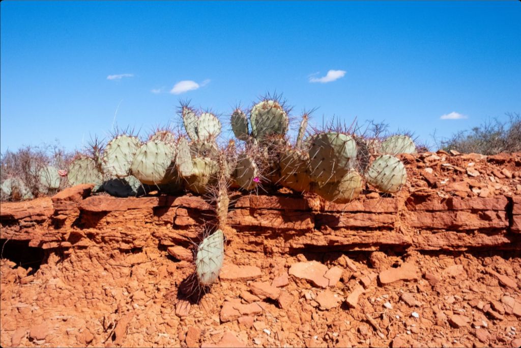 Prickly Pear on Red Rock