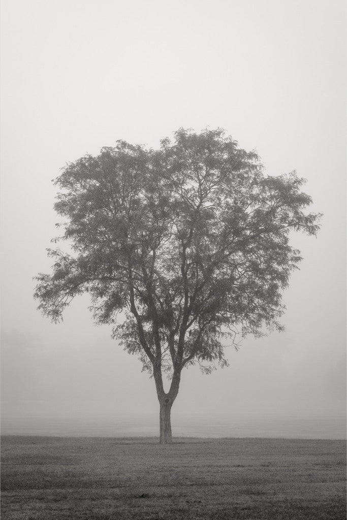 Tree in Fog