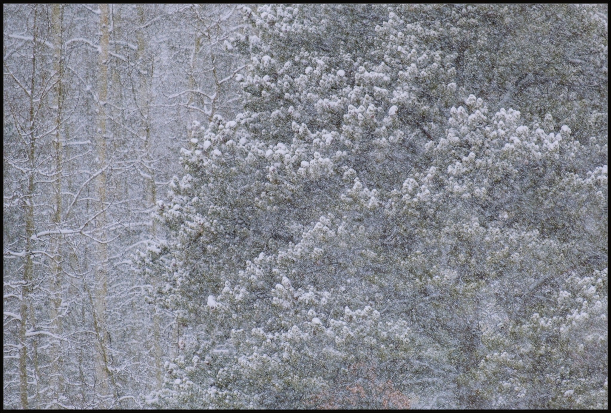 Heavy Snow & Forest Abstract III